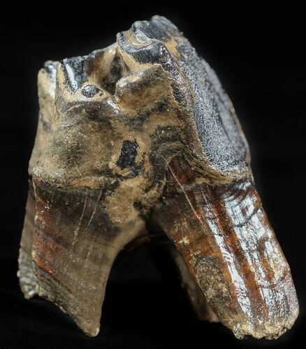 Fossil Rhino (Stephanorhinus) Upper Molar - Germany #57819